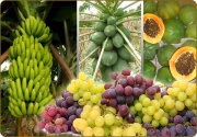 تصدير المنتجات الزراعية اليمنية